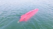 3d printed submarine