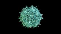aav gene therapy