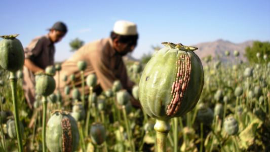 Afghan Farmers Solar Panels Opium