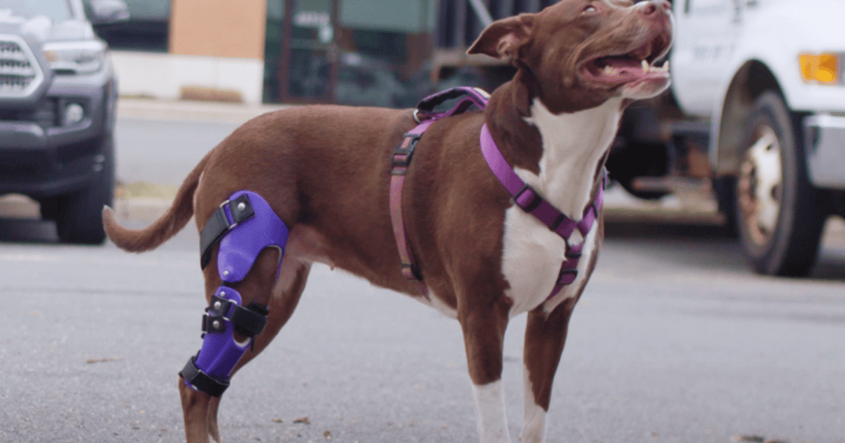 Giving animals new legs