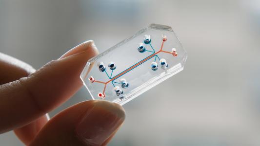 organ chips