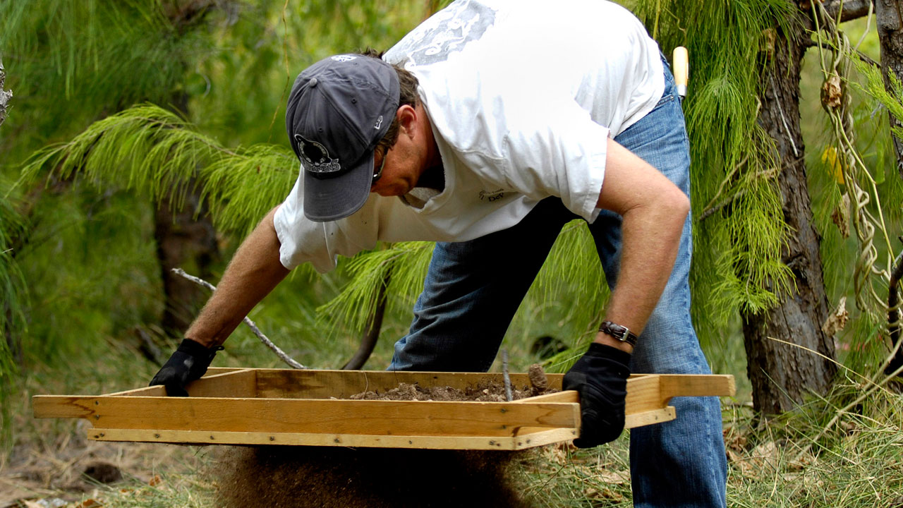 Ancient Human Viruses Weird and Familiar