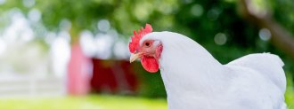 avian flu in chickens