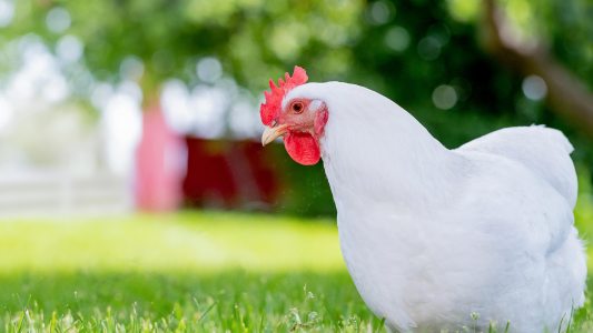 avian flu in chickens