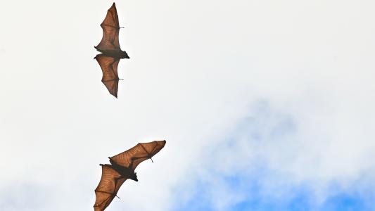 bat-borne viruses
