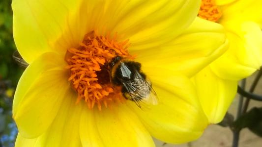 bee tracking