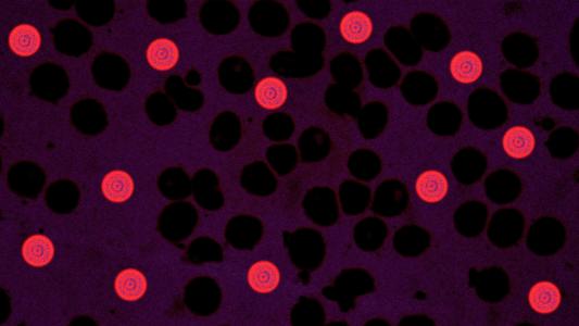 Bioengineered red blood cell
