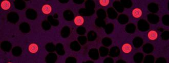 Bioengineered red blood cell
