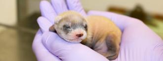 black-footed ferret