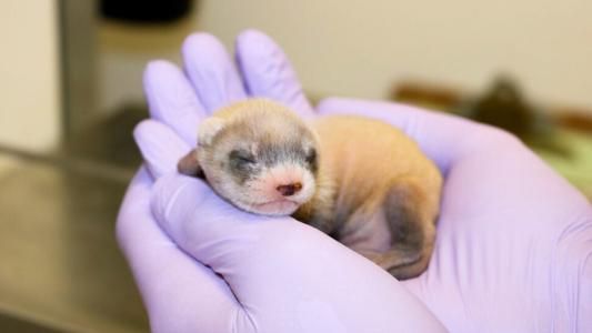 black-footed ferret