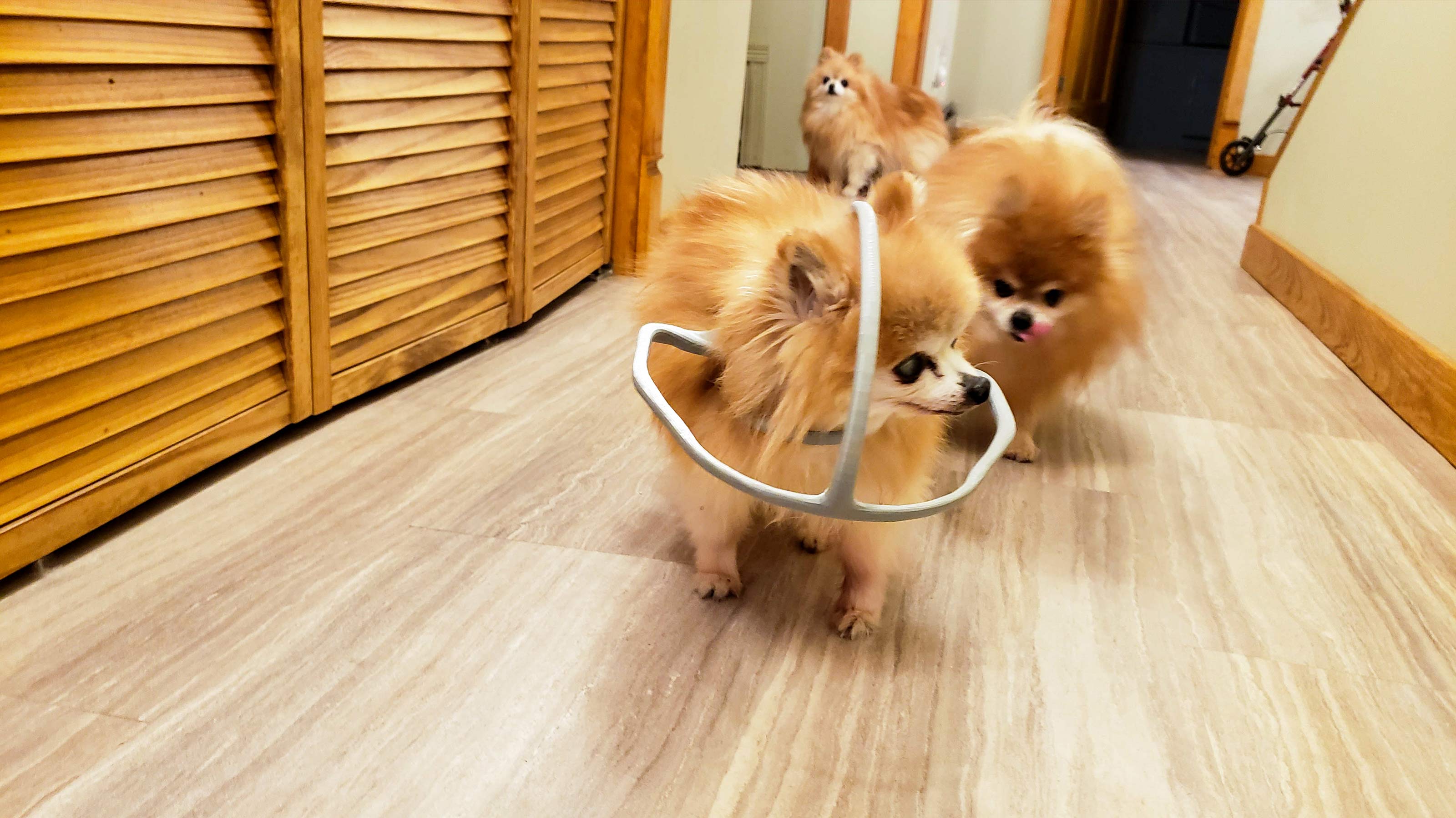 Diy dog halo hot sale