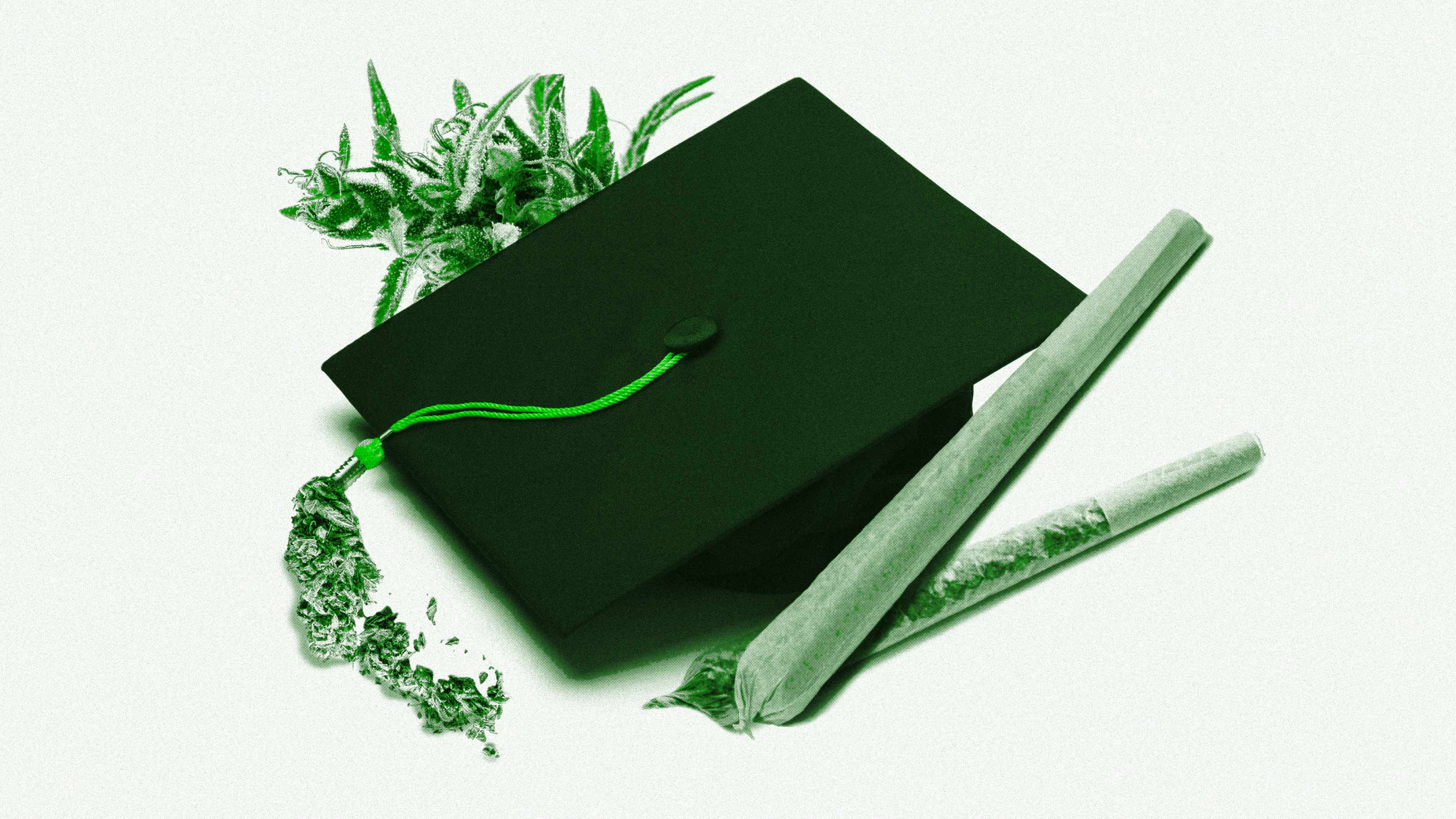 cannabis degree program