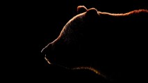 cave bear dna