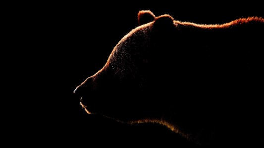 cave bear dna