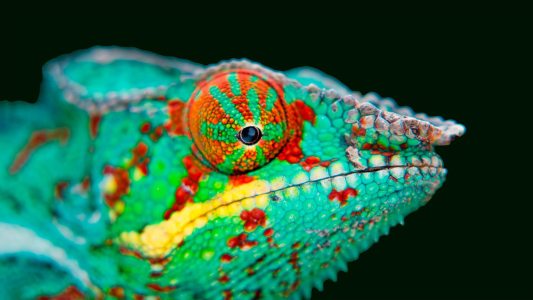 chameleon lizard robot