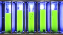 biofuel production