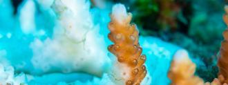 coral reefs bleaching