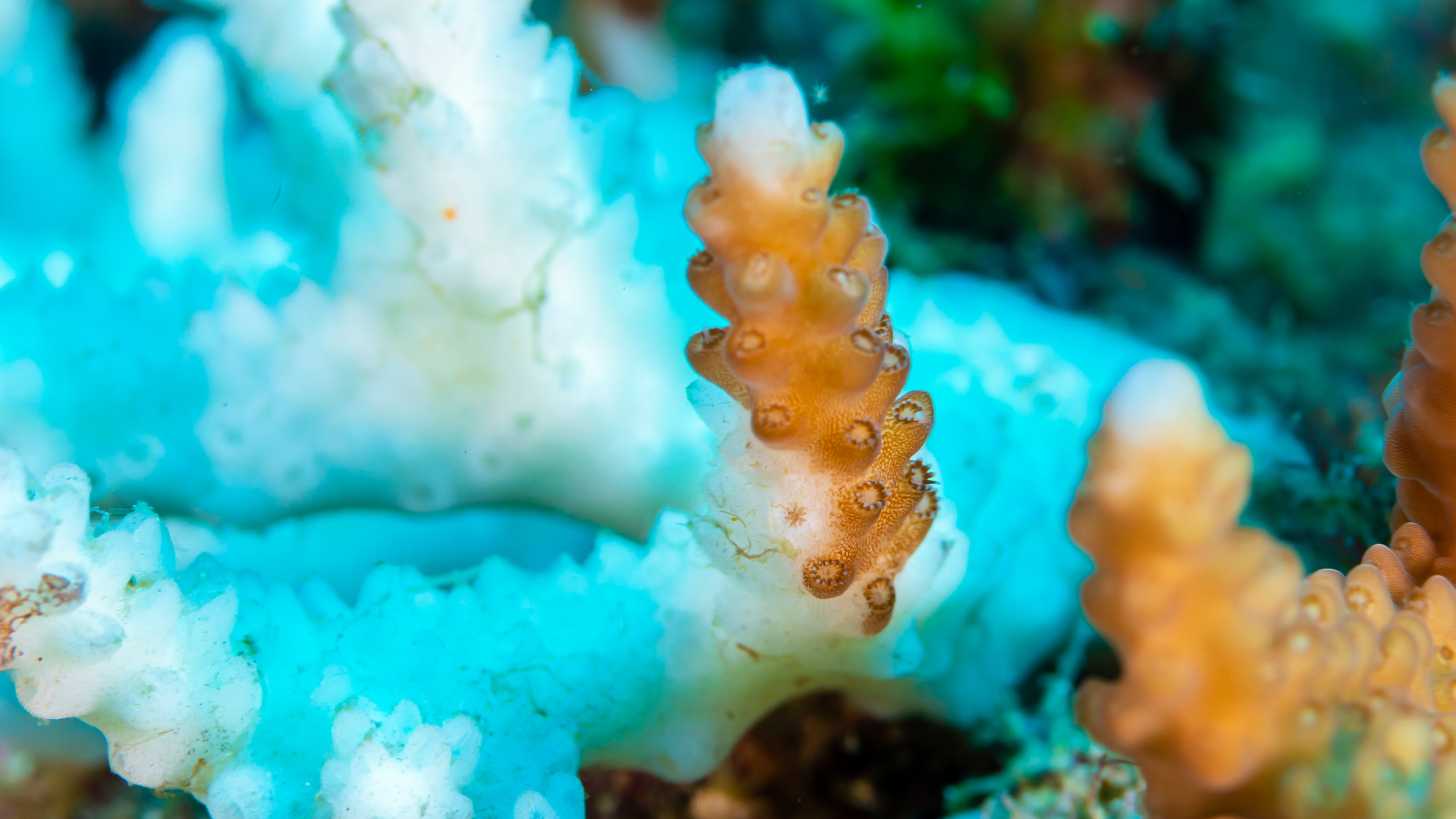 coral reefs bleaching