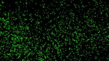 deep sea microbes