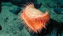 deep sea creatures