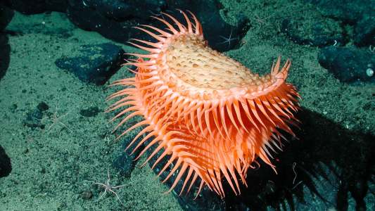 deep sea creatures