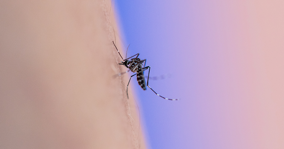 New Discovery Could Stop Dengue s breakbone Fever
