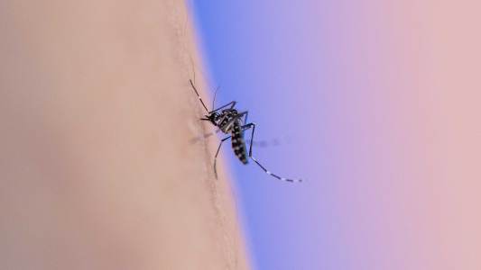dengue vaccine