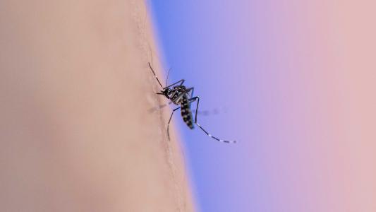 dengue vaccine
