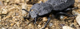 Diabolical Ironclad Beetle