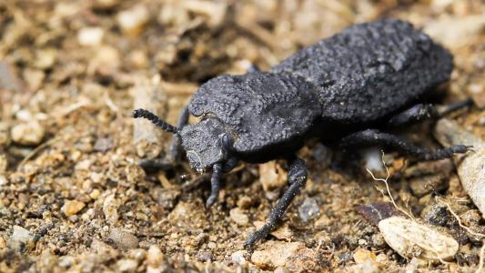 Diabolical Ironclad Beetle