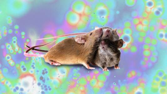 effects of LSD