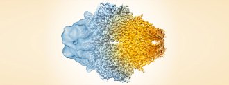 electron microscopy