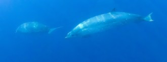 environmental dna whale