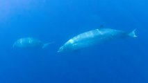 environmental dna whale