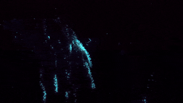 deep sea creatures