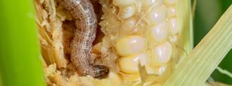 fall armyworm