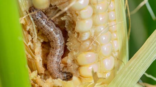 fall armyworm