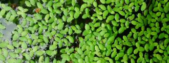 duckweed