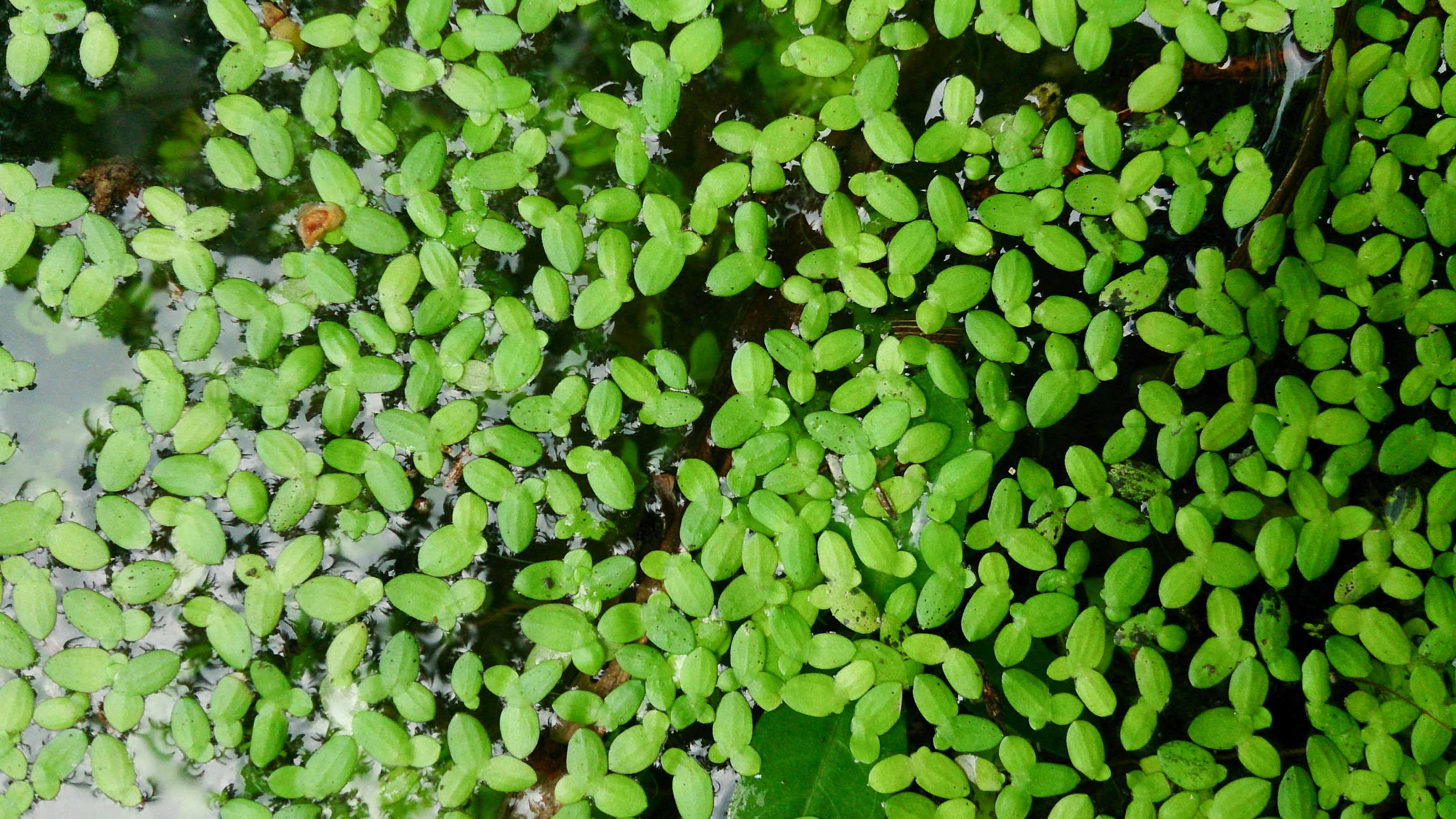 duckweed