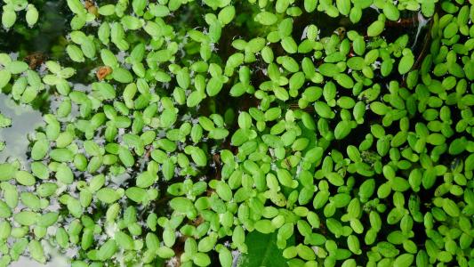 duckweed