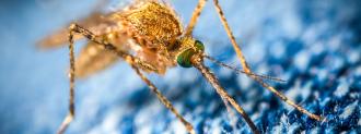 gene drive mosquito