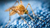 gene drive mosquito