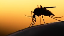 gene drives