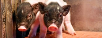 gene-edited pigs