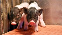gene-edited pigs