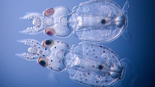 gene edited squid