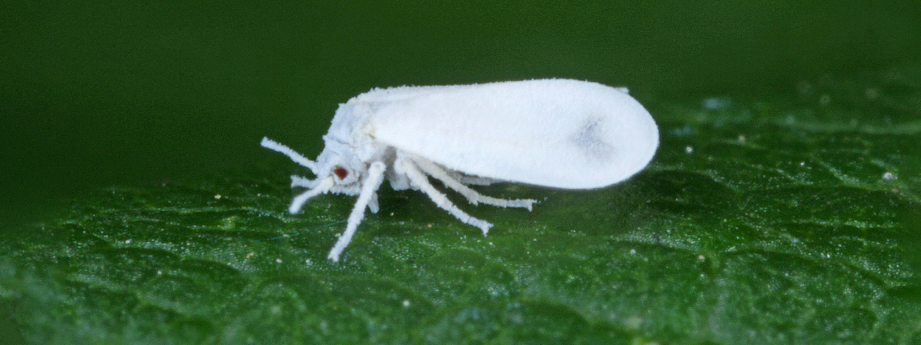 This insect swiped a gene from plants to help itself survive