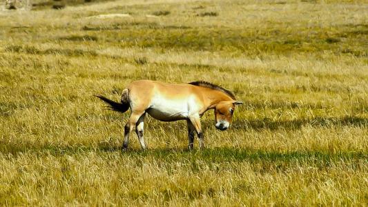 genetic diversity cloned horse