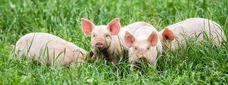 genetically modified pigs