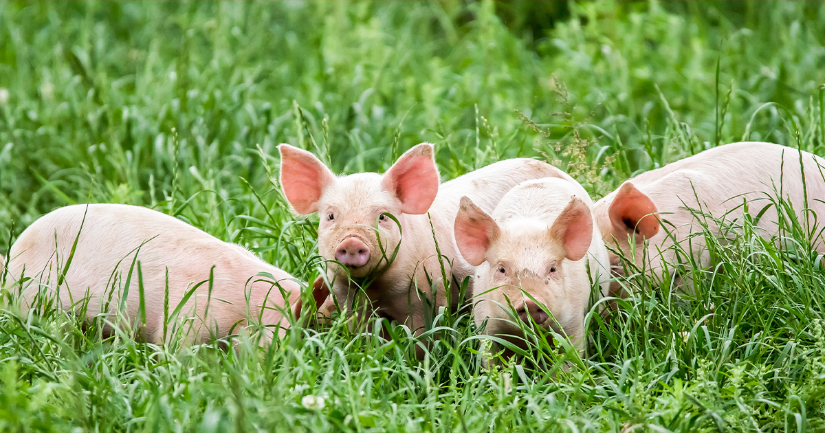 New Genetically Modified Pigs Get Green Light From FDA